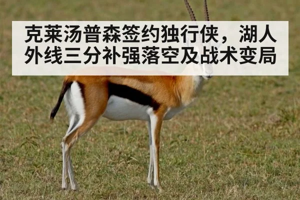 克莱汤普森签约独行侠，湖人外线三分补强落空及战术变局